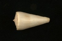 藏品(芋螺)的圖片